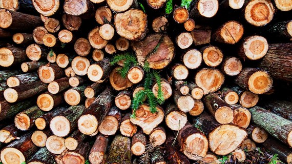 AdobeStock_157129975_Medium.jpeg (405.7 KB)
